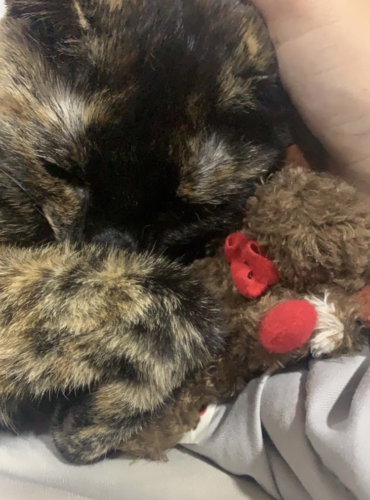 Kiki Snuggling her moose-bear